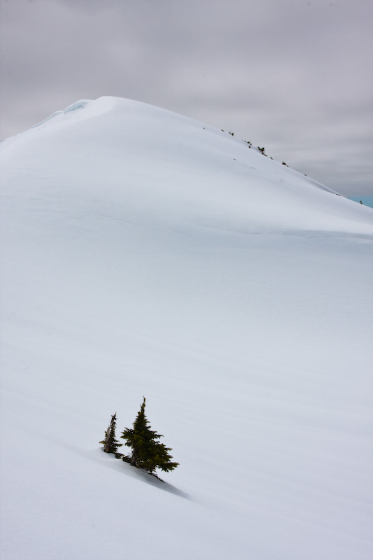 Tree Tops Emerging From Snow Slope
